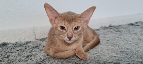 Solongo
